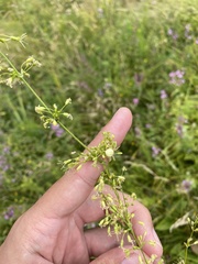 Silene densiflora, photograph (c) Илья Руденко, some rights reserved (CC BY)