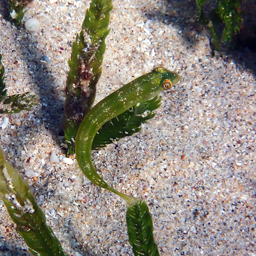 Novaculoides macrolepidotus observed 2026-07-12
