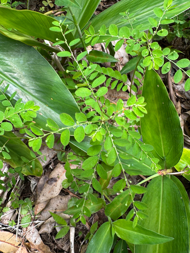 Phyllanthus tenellus observed 2026-08-01