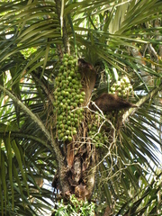 Astrocaryum aculeatum