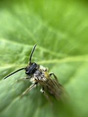 Andrena haemorrhoa