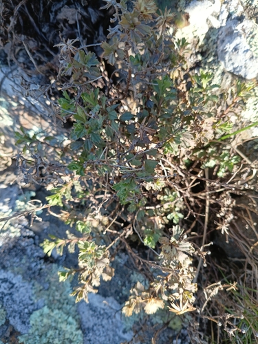 Vittadinia australis observed 2026-08-02