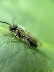 Andrena haemorrhoa