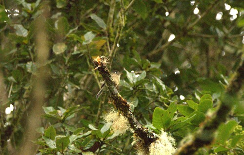 Black-capped Flycatcher (Empidonax atriceps), photo 5