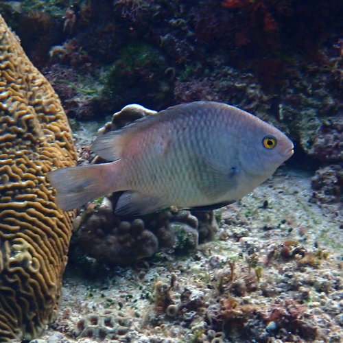 Stegastes fasciolatus observed 2026-07-15