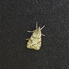 Scoparia ambigualis