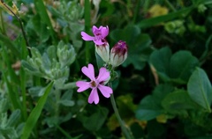 Silene rubella
