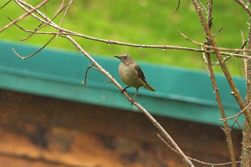 Mountain Thrush (Turdus plebejus), photo 8