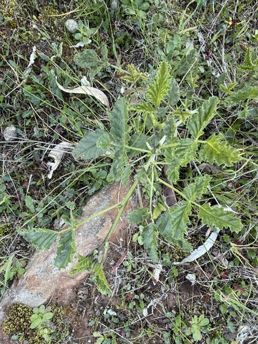 native scurf-pea