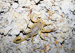 Smeringurus