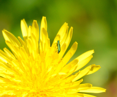 Psilothrix viridicoerulea