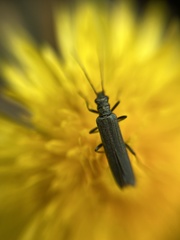 Oedemera lurida
