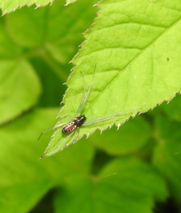 Linyphia hortensis