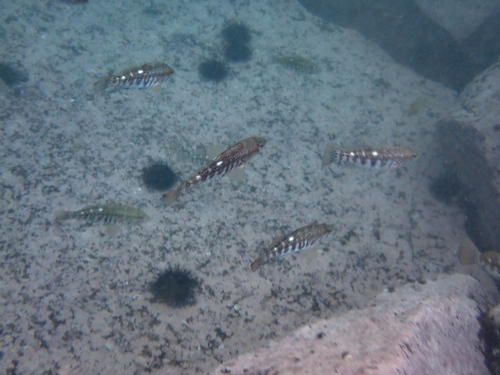 Peruvian rock seabass (Paralabrax humeralis) — Serranidae — 4