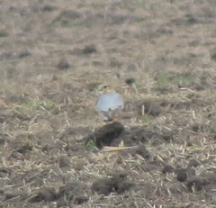 Falco columbarius pallidus