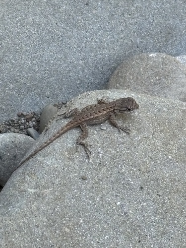 iNaturalist observation photo of Western Fence Lizard