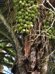 Astrocaryum aculeatum