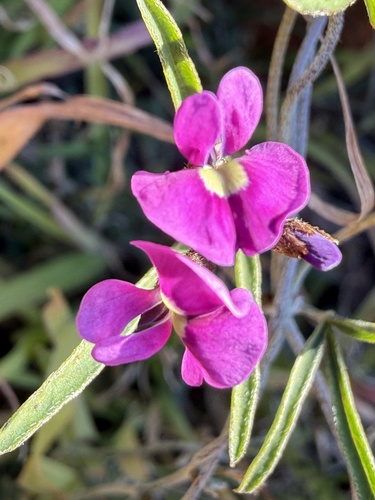 Twining Glycine