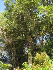 Astrocaryum aculeatum