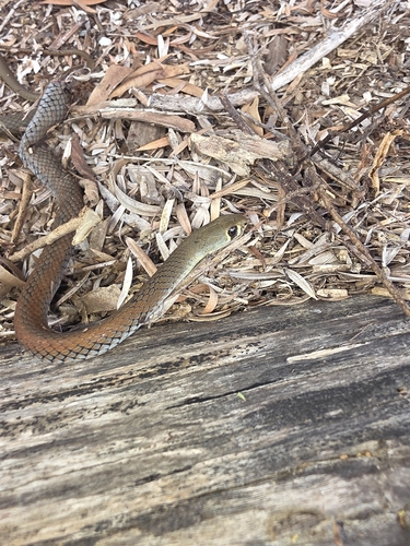 Yellow-faced Whipsnake