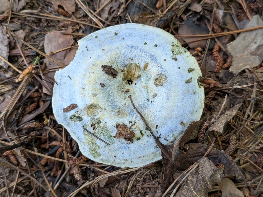 indigo milk cap · August 2026 · photo: Photo: no rights reserved · iNaturalist