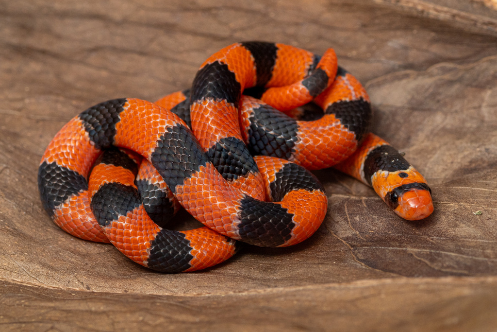 McClung's Coralsnake