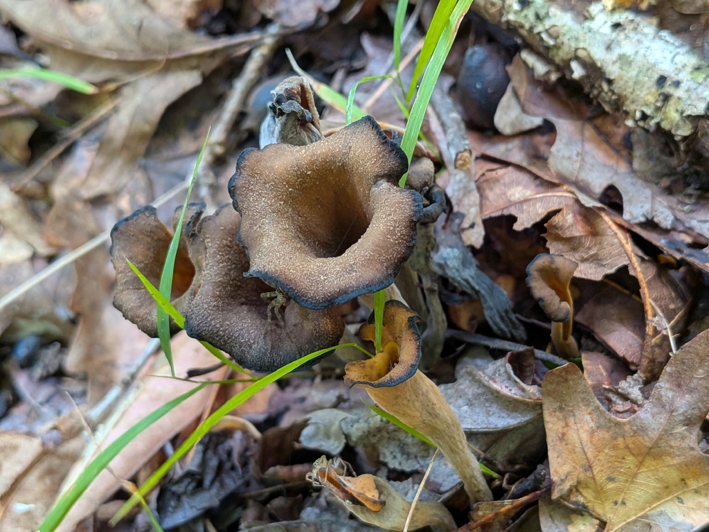 Eastern Black Trumpet · August 2026 · photo: Photo: no rights reserved · iNaturalist