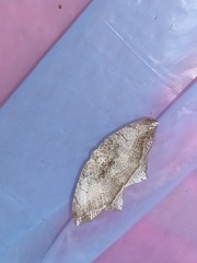 Oxymacaria temeraria