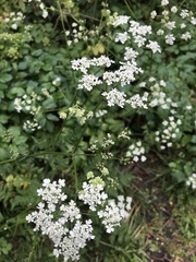 Chaerophyllum temulum
