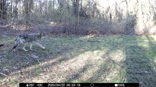 Great Lakes Coyote photographed in Connecticut