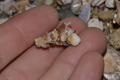 Diopatra dentata
