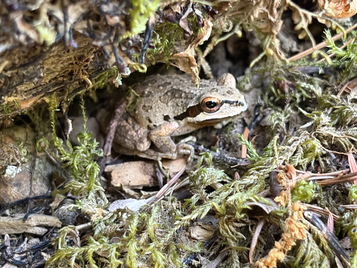 iNaturalist observation photo of Pacific chorus frog