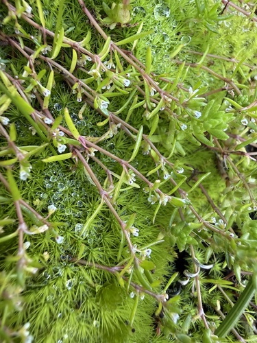 Floating Pigmyweed