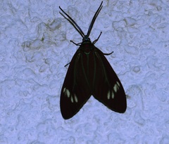 Cyclosia papilionaris