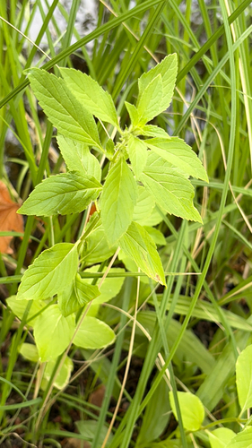 iNaturalist observation photo of Canada mint