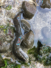 Cebidichthys violaceus