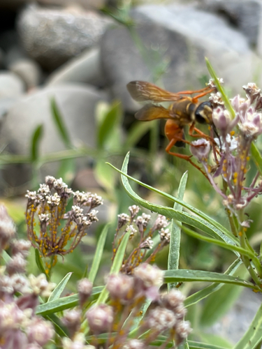 iNaturalist observation photo of Great Golden Digger Wasp