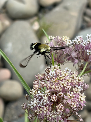 iNaturalist observation photo of Rocky Mountain Clearwing