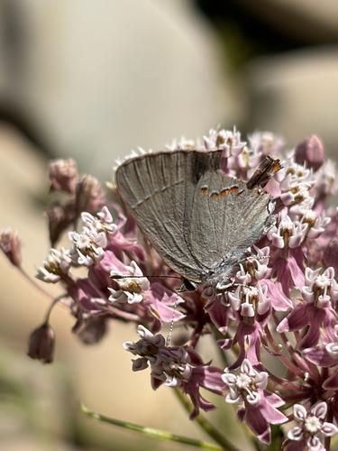 iNaturalist observation photo of Gray Hairstreak