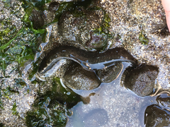 Cebidichthys violaceus