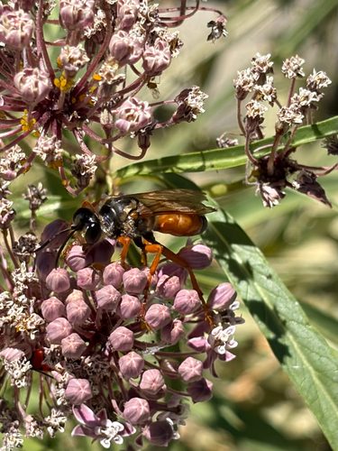 iNaturalist observation photo of Great Golden Digger Wasp