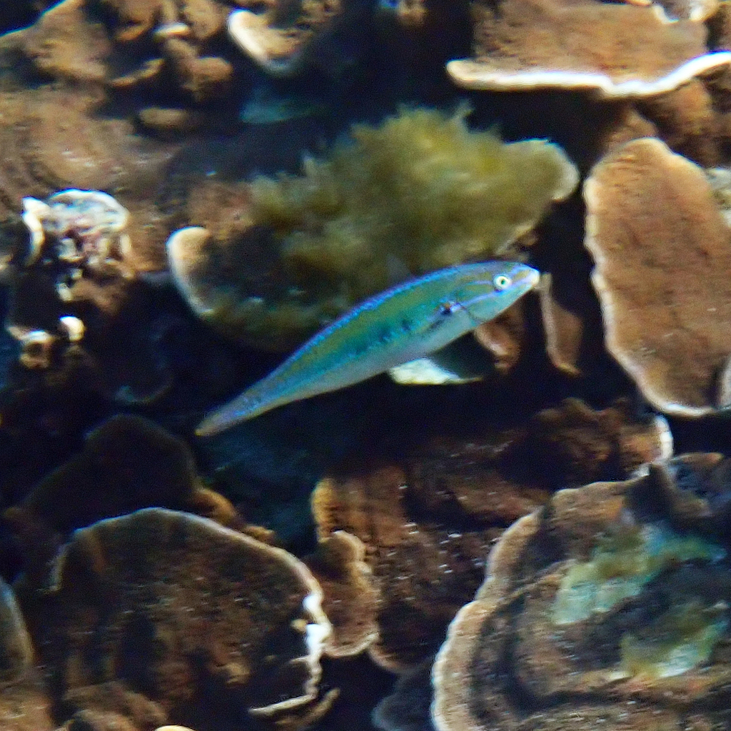 Southern Wrasse
