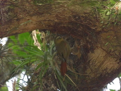 Cranioleuca obsoleta