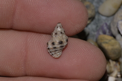 Phycothais reticulata