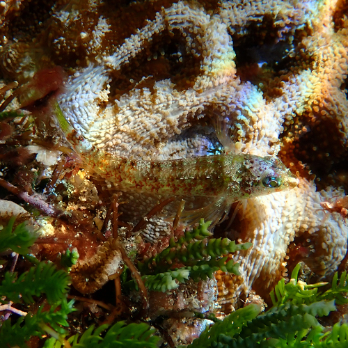 Enneapterygius rufopileus observed 2026-07-23