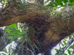 Cranioleuca obsoleta