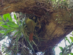 Cranioleuca obsoleta