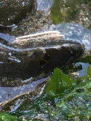 Cebidichthys violaceus