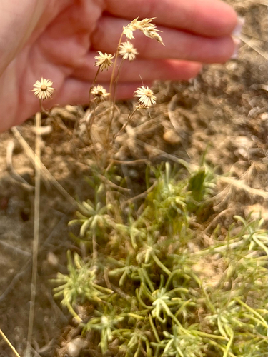 Erigeron filifolius observed 2026-07-26
