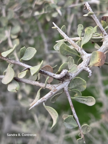 Schinus johnstonii, photograph 1
